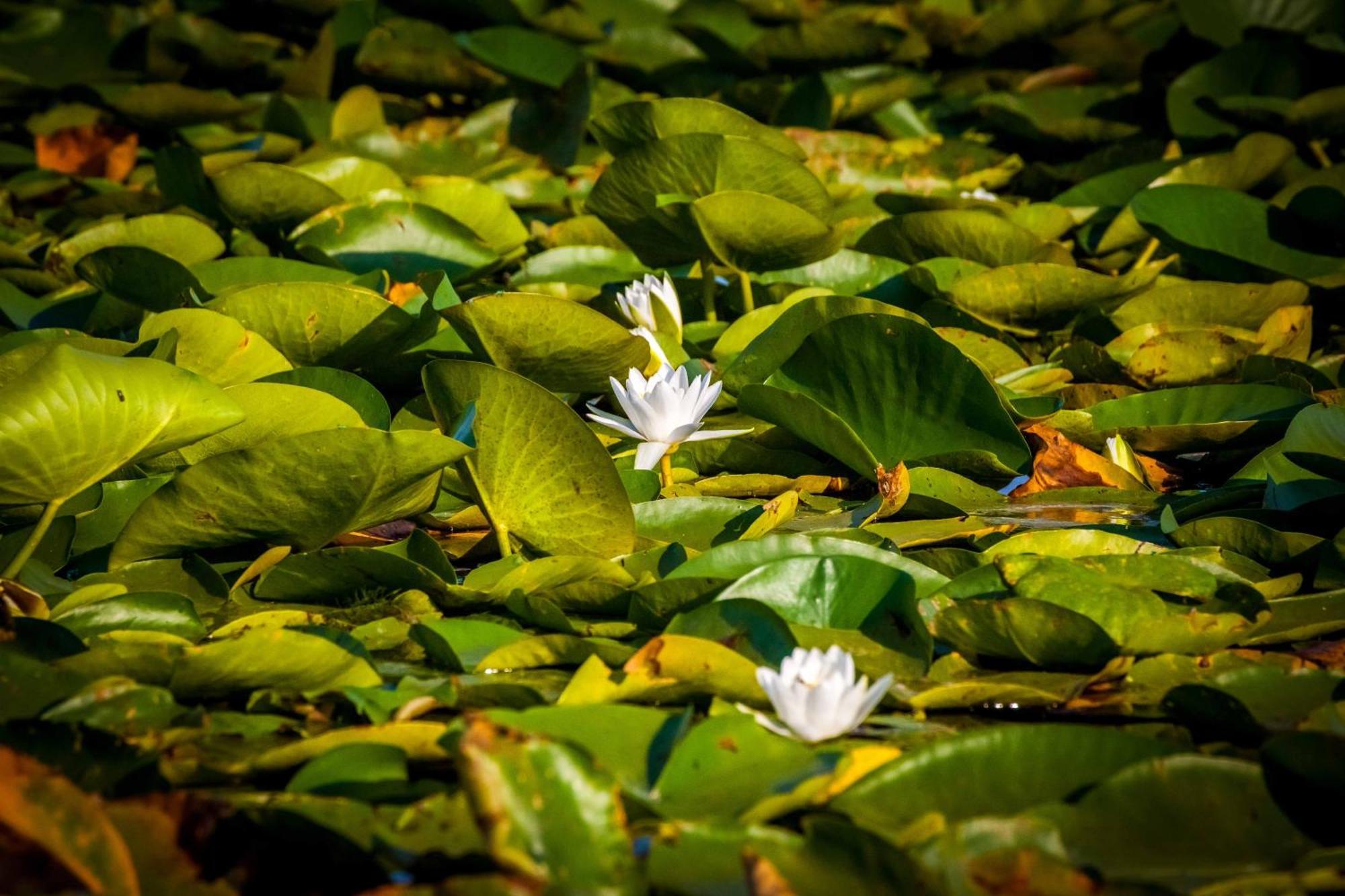 Delta Boutique & Carmen Silva Resort Crisan  Ngoại thất bức ảnh